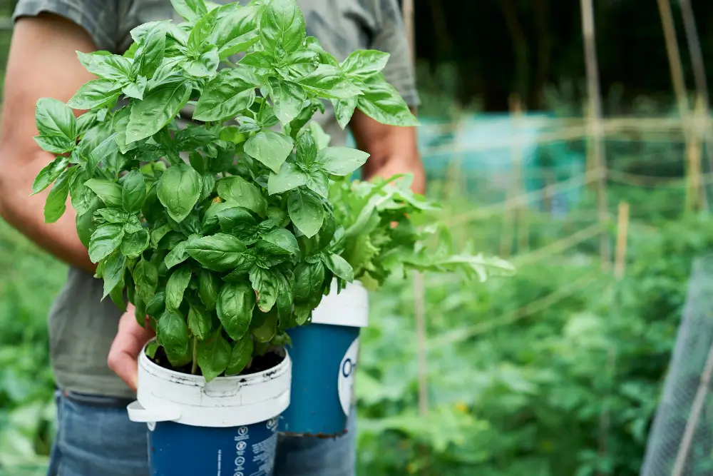 Tips for Maximizing Basil Growth