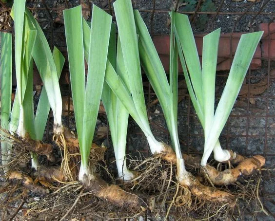 Aftercare for Transplanted Irises