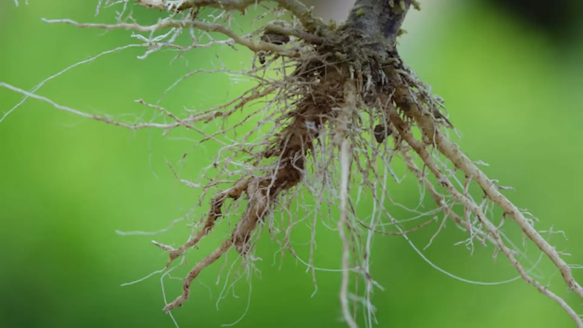 Air Root Pruning