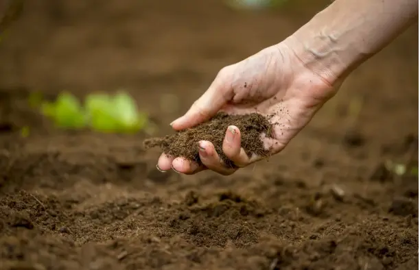 Amend the Soil