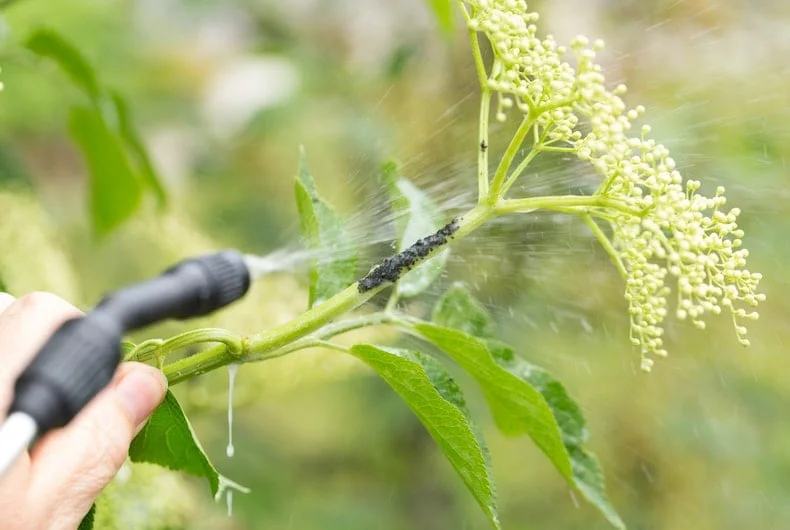 Aphids Prevention Strategies