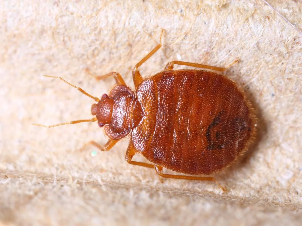 Bed%20Bugs%20Identification.webp?1771440991914