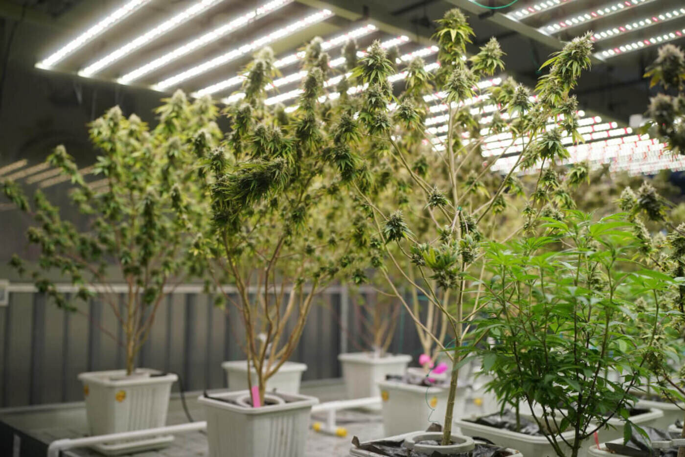 cannabis grow with LED lights