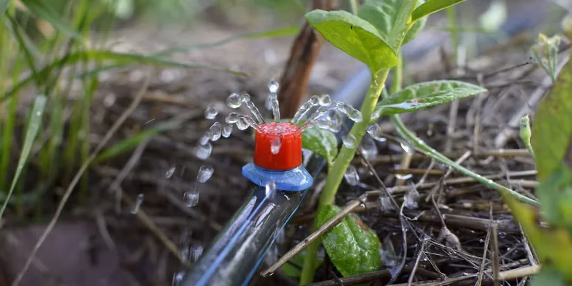 Build Your DIY Drip Irrigation System