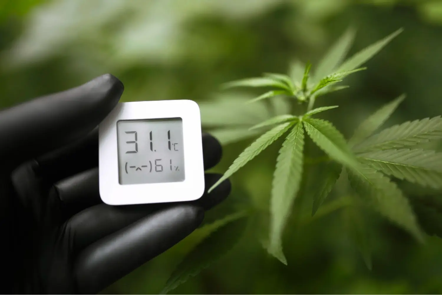 Cannabis Sensors for growers