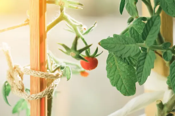 Care Tips for Healthy Tomato Plants