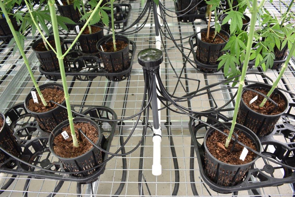 Drip Tape Irrigation System for Cannabis