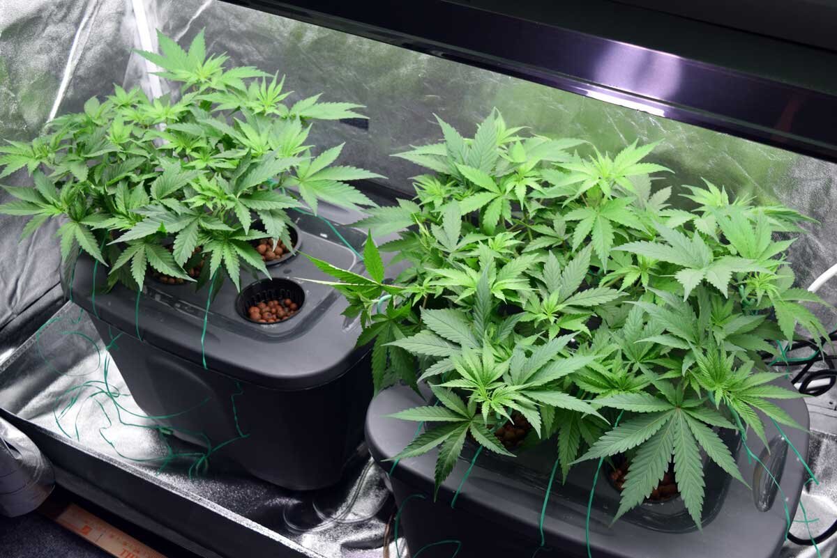 Hydroponics Growing of Cannabis