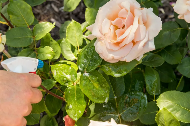 Choose the Best Insecticidal Soap