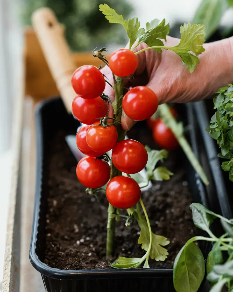 Choose the Right Tomatoes