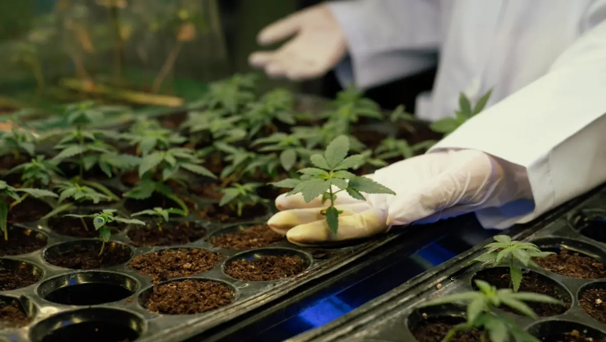 Cloning In Cannabis Cultivation