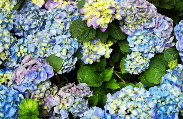 Common Mistakes During Growing