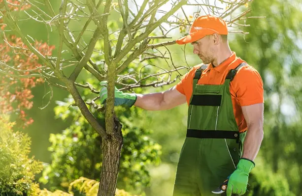 Common Shrub Diseases