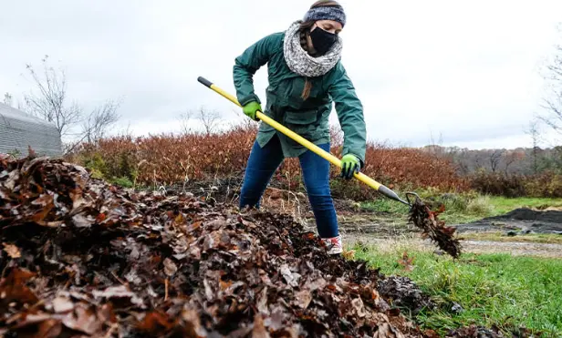 Compost Leaves Professional
