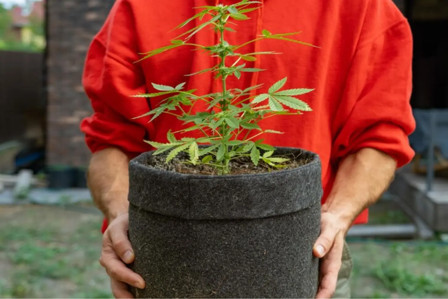 Container Gardening Cannabis