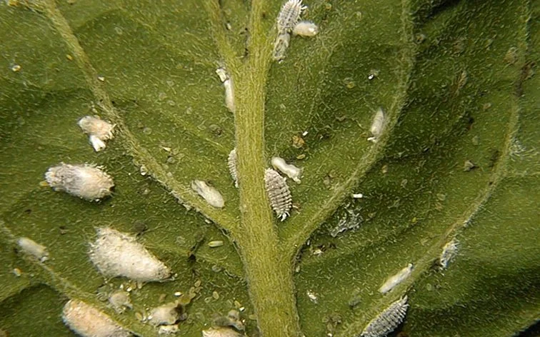 Control%20Ants%20to%20Reduce%20Scale%20Problems.webp?1771617808667