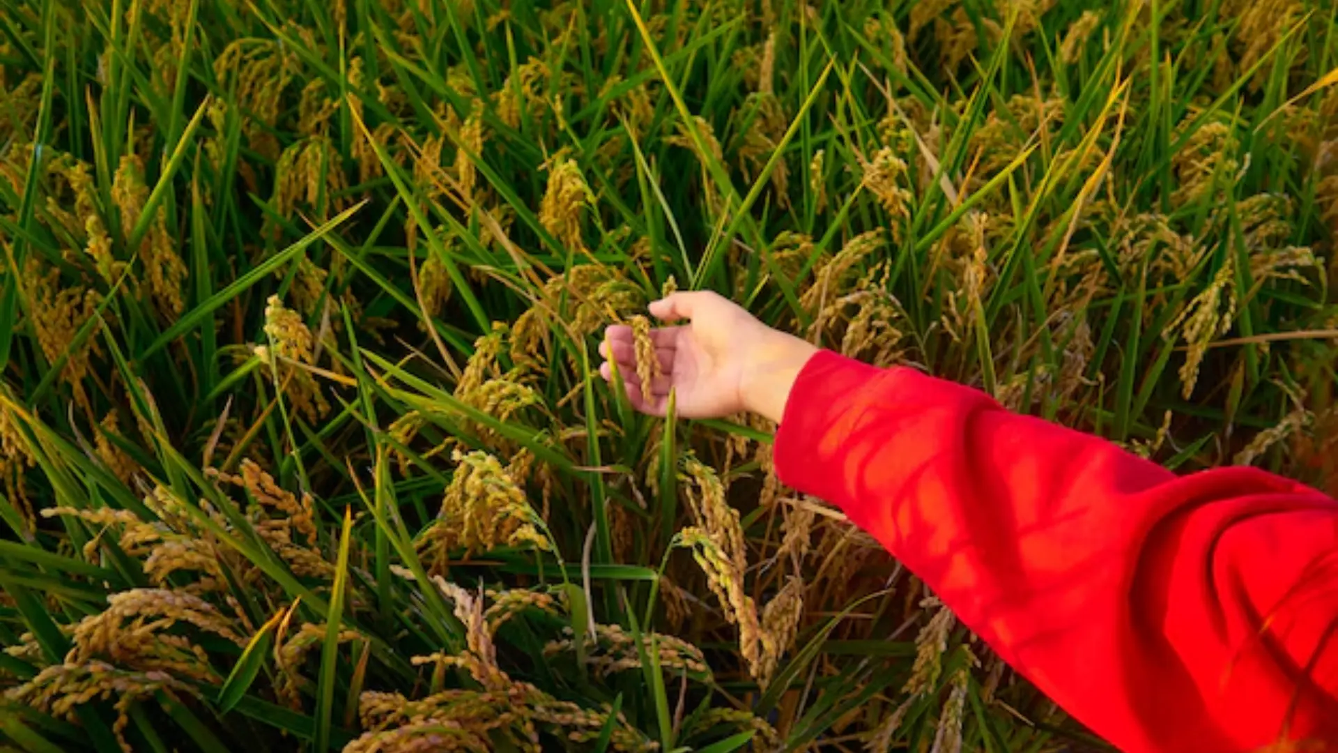 Cutting-Edge Agriculture