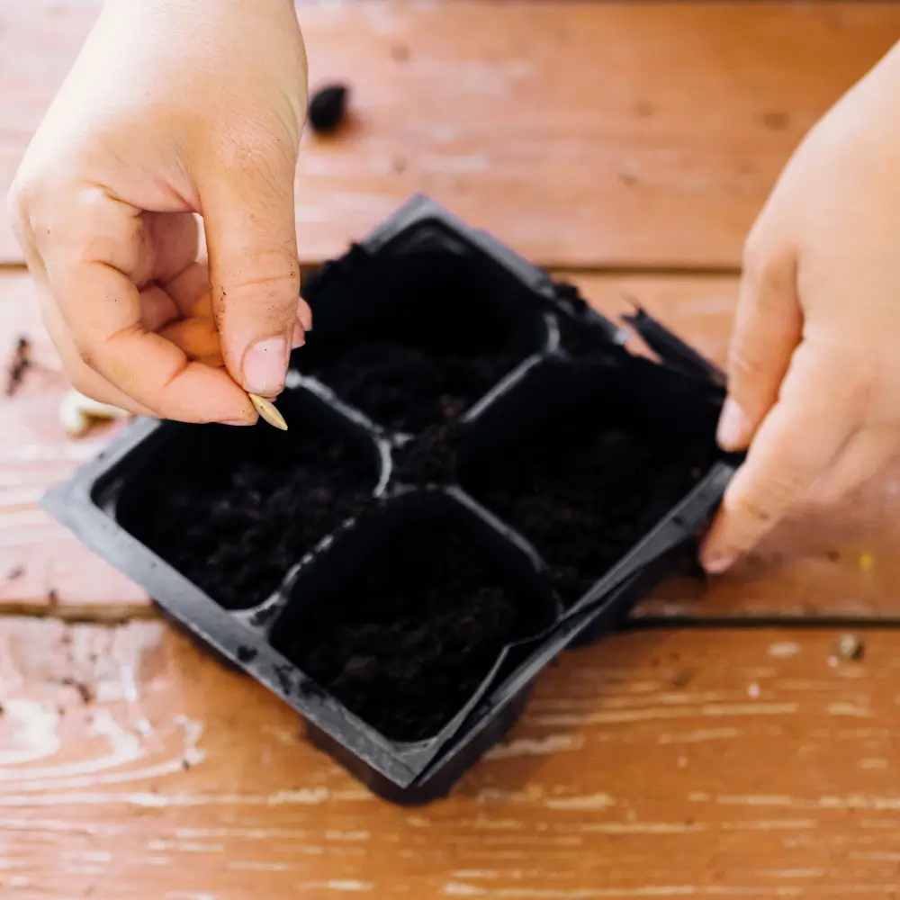 DIY Seed Starting