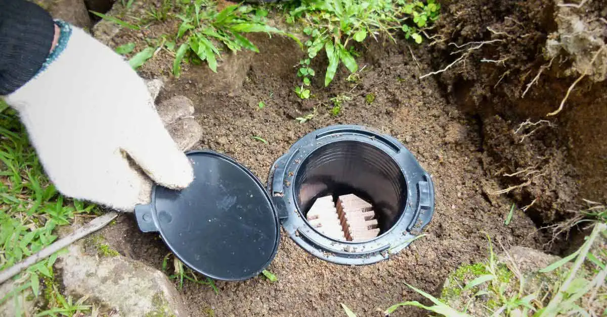 DIY Termite Treatment Options