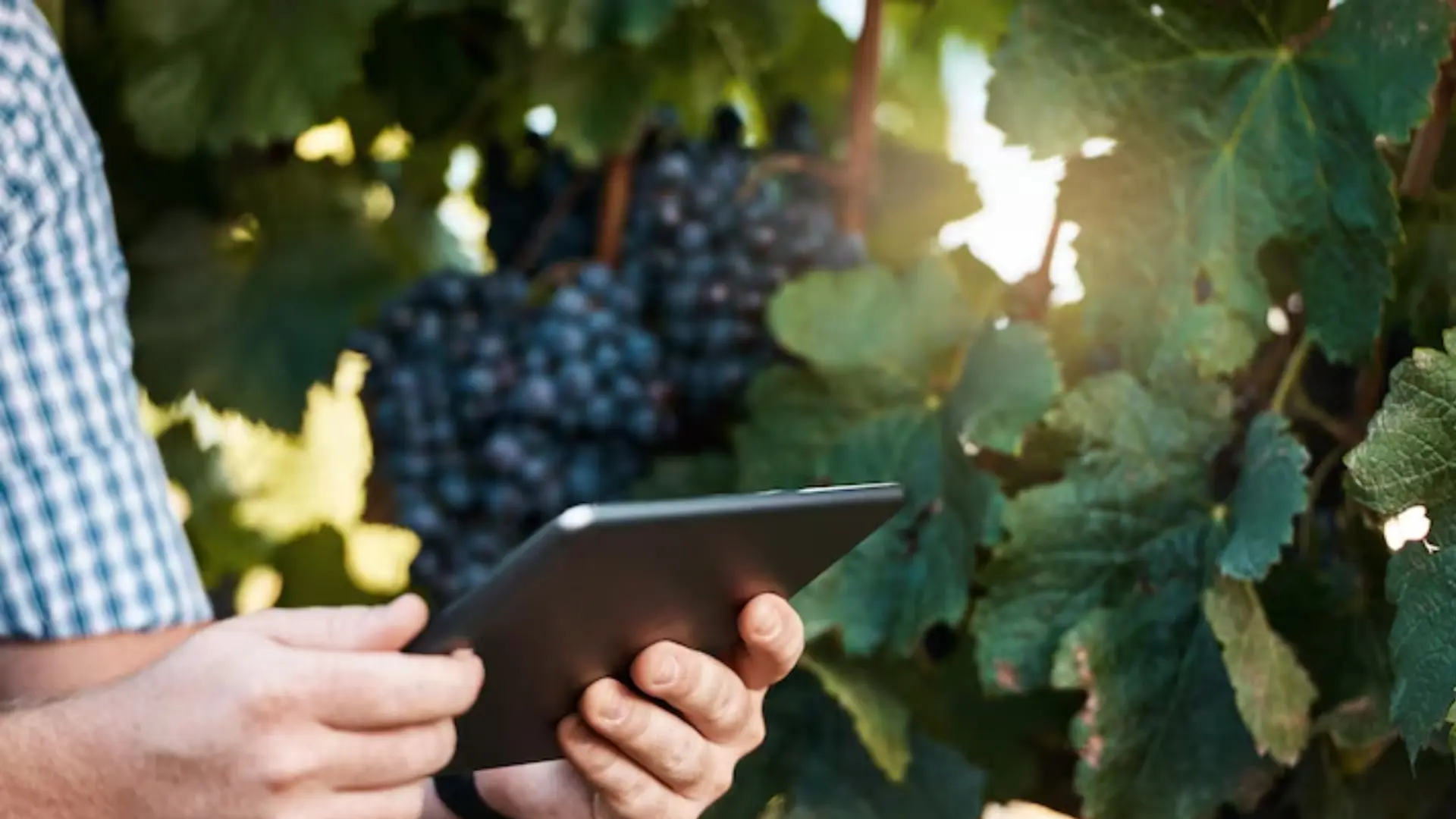 Data-Driven Vineyard Monitoring