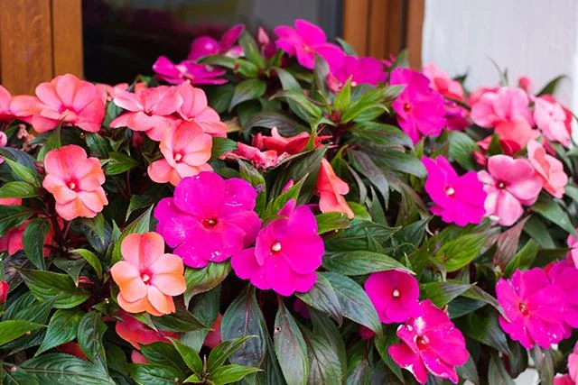 Designing%20With%20Shade%20Perennials.webp?1770832718344