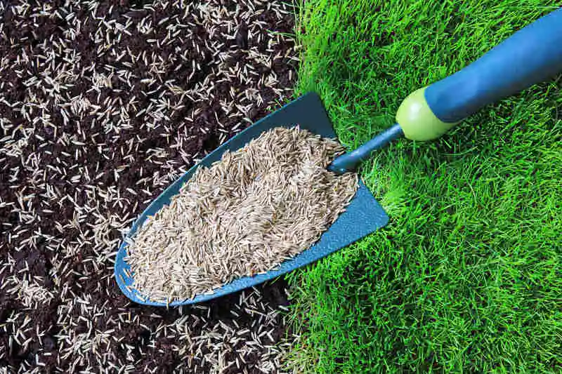 Different Reseeding Grass Types