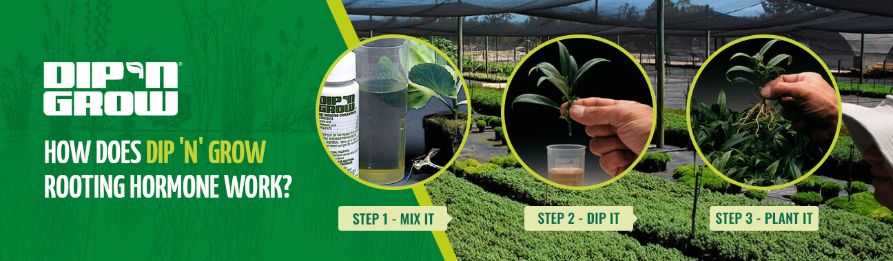 DipnGrow%20Article%201296X379.jpg?1746632279403