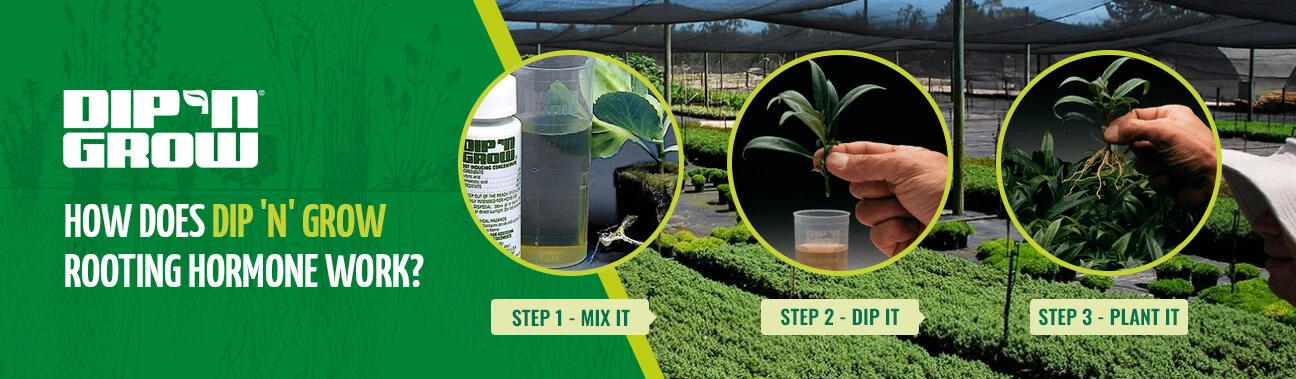 DipnGrow%20Article%201296X379.webp?1772215814619