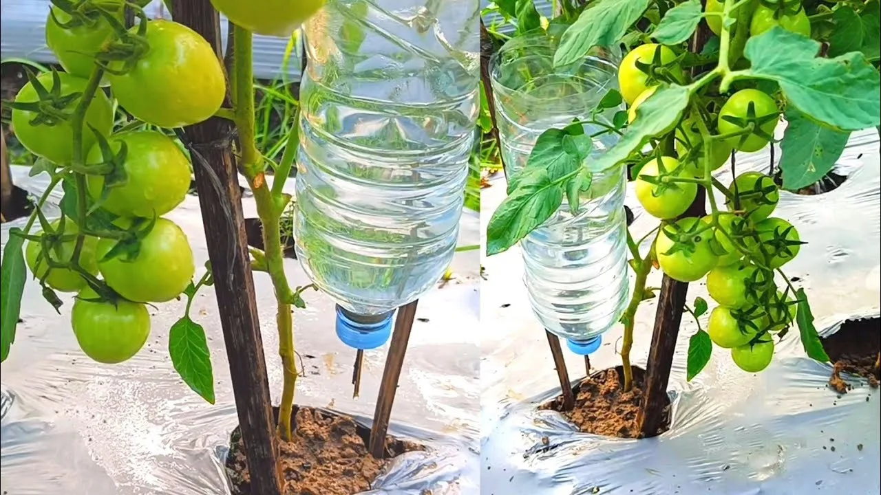 Drip Irrigation System Layout
