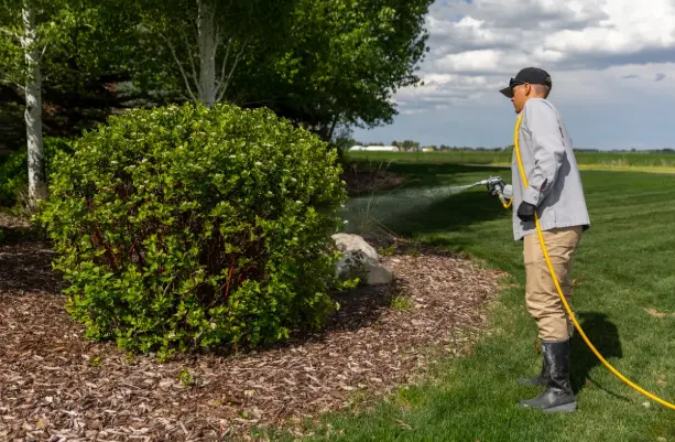 Dying Plants and Shrubs Professional