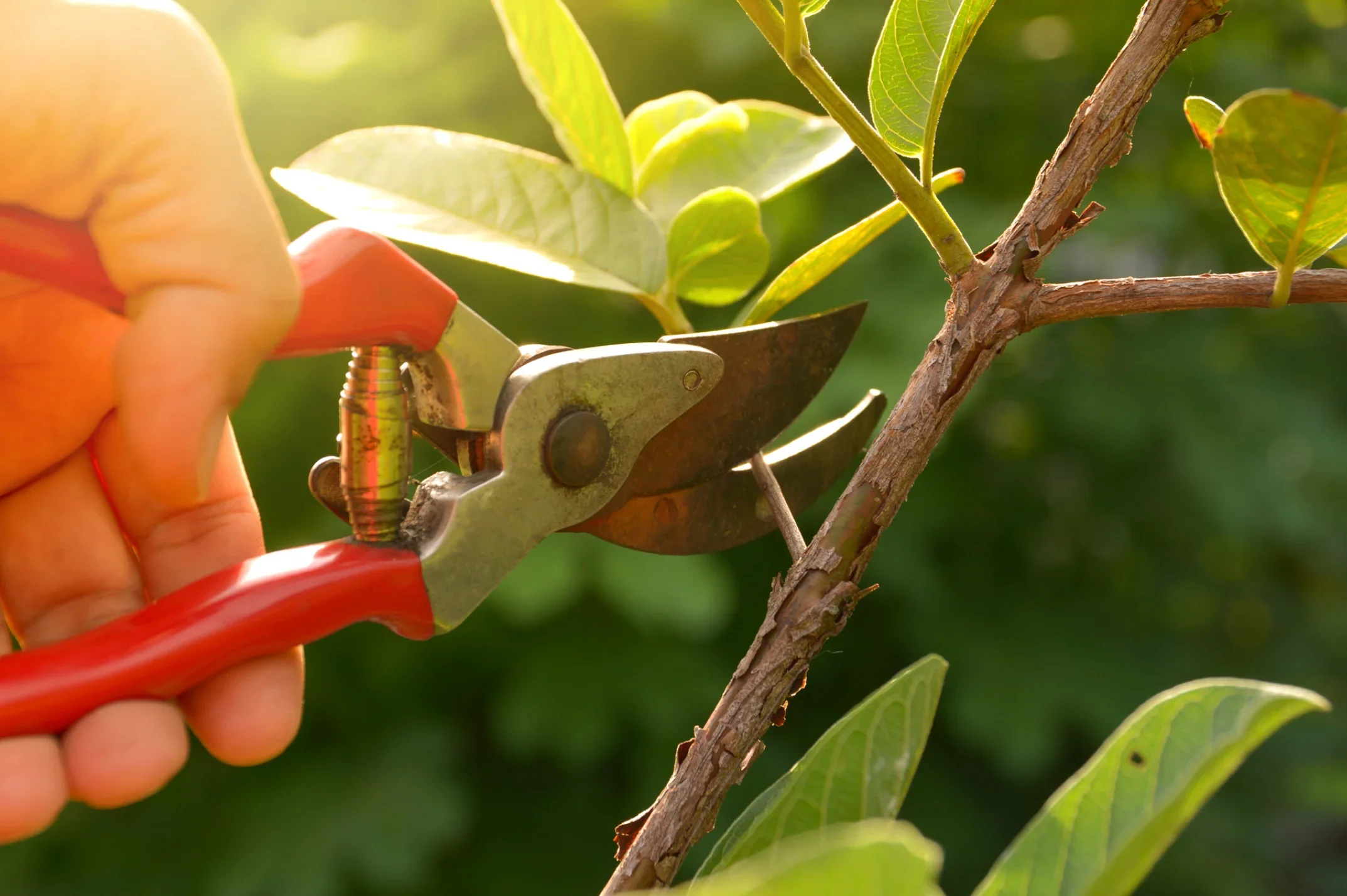 Essential%20Pruning%20Tools.webp?1769112291080