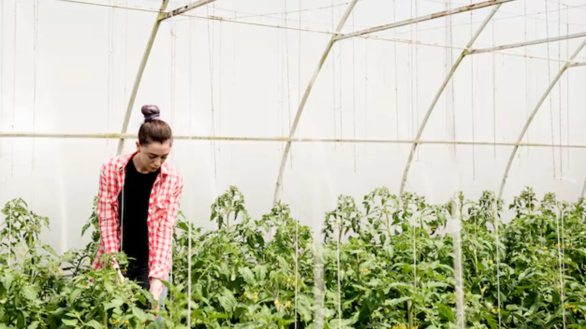 Fertigation in Modern Greenhouses