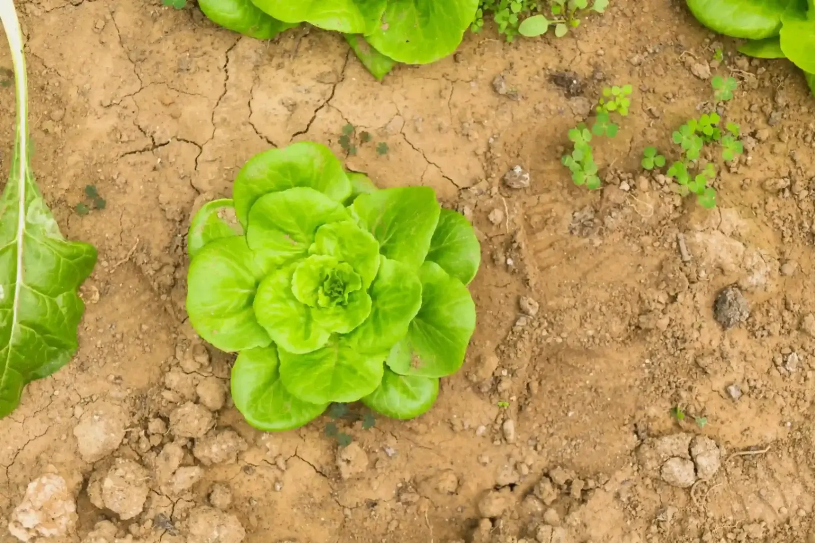 Fertilization and Nutrition