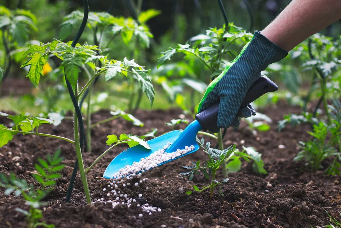 Fertilize Pear Trees