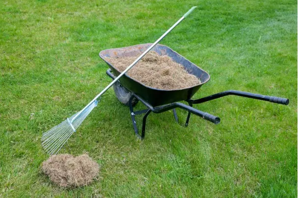 Fertilizing After Dethatching