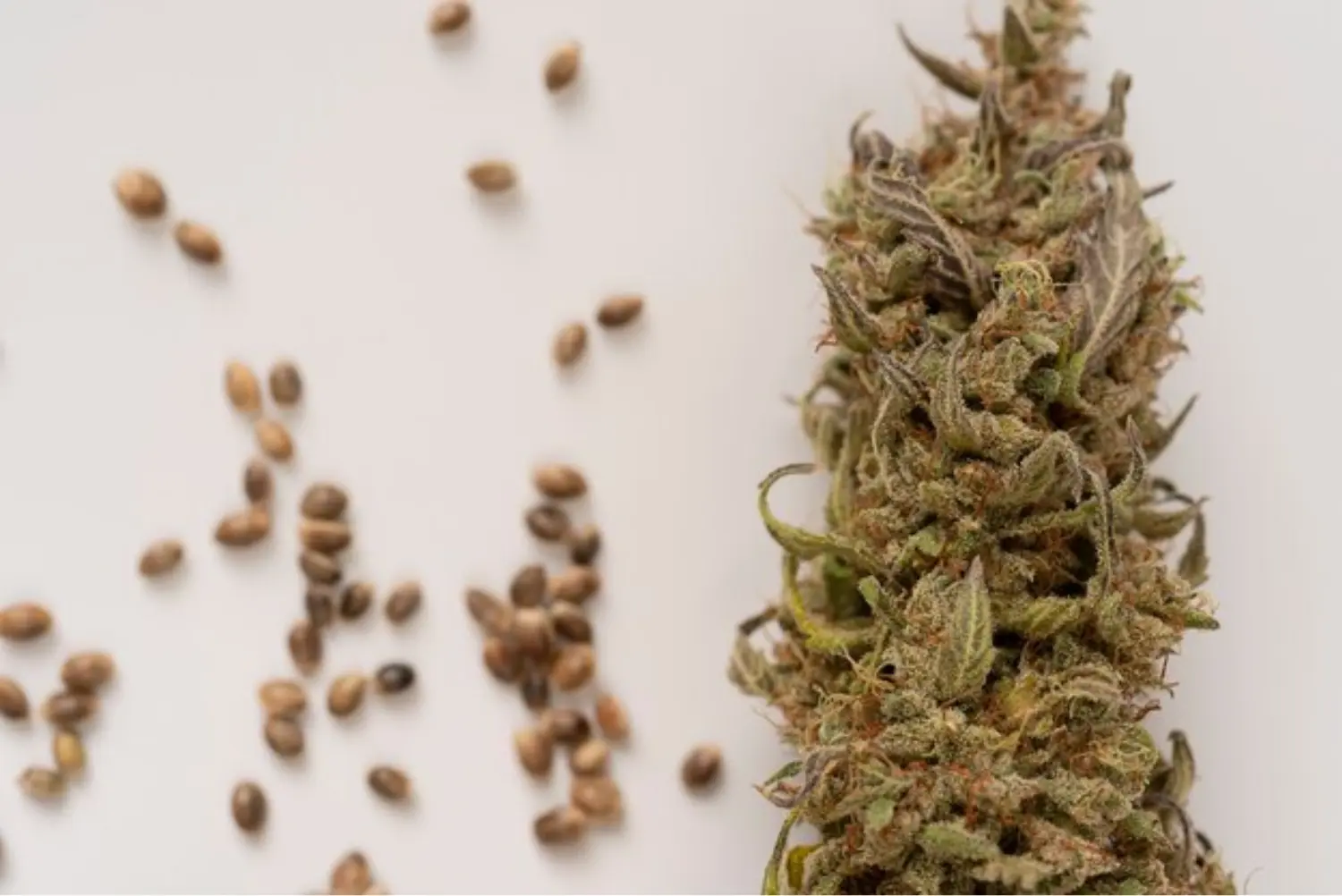 Flower buds and Cannabis seeds