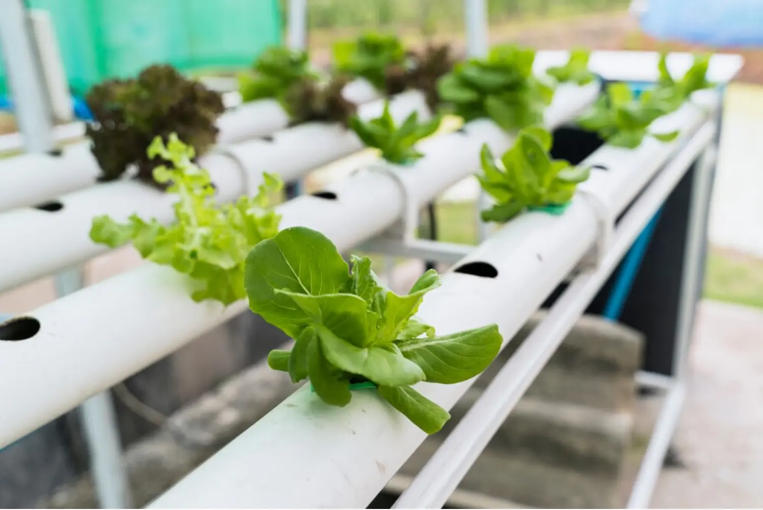 Future of Indoor Farming