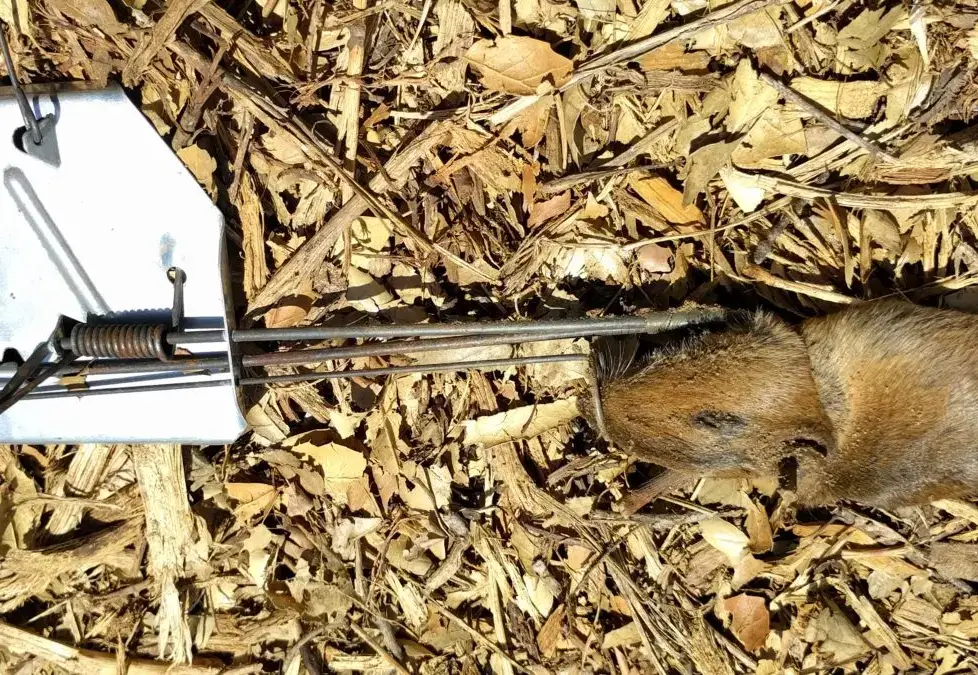 Gopher Traps