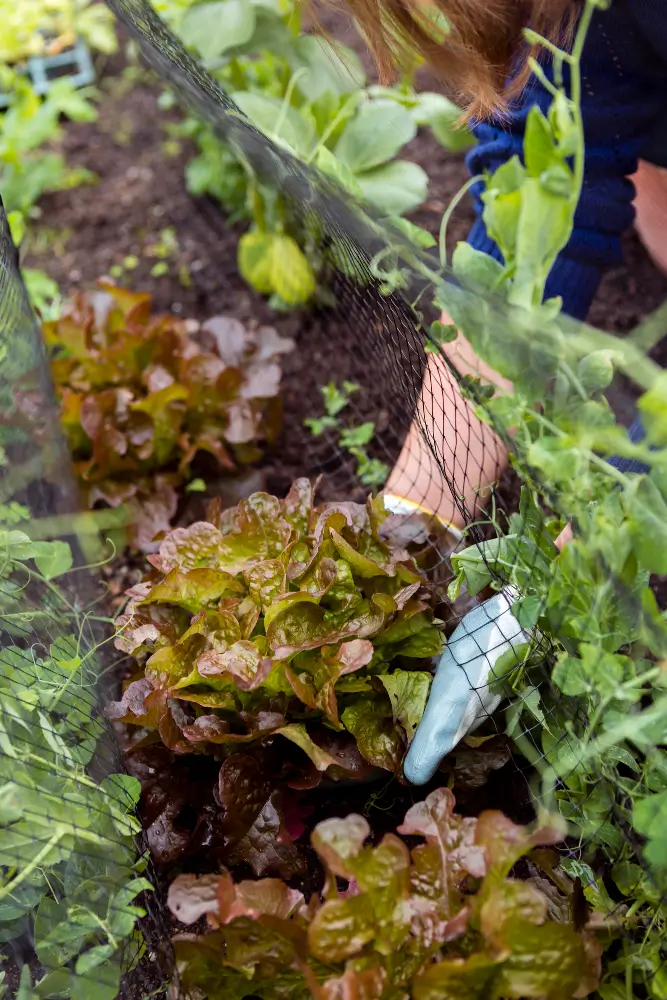 Gopher-Proofing Your Vegetable Garden