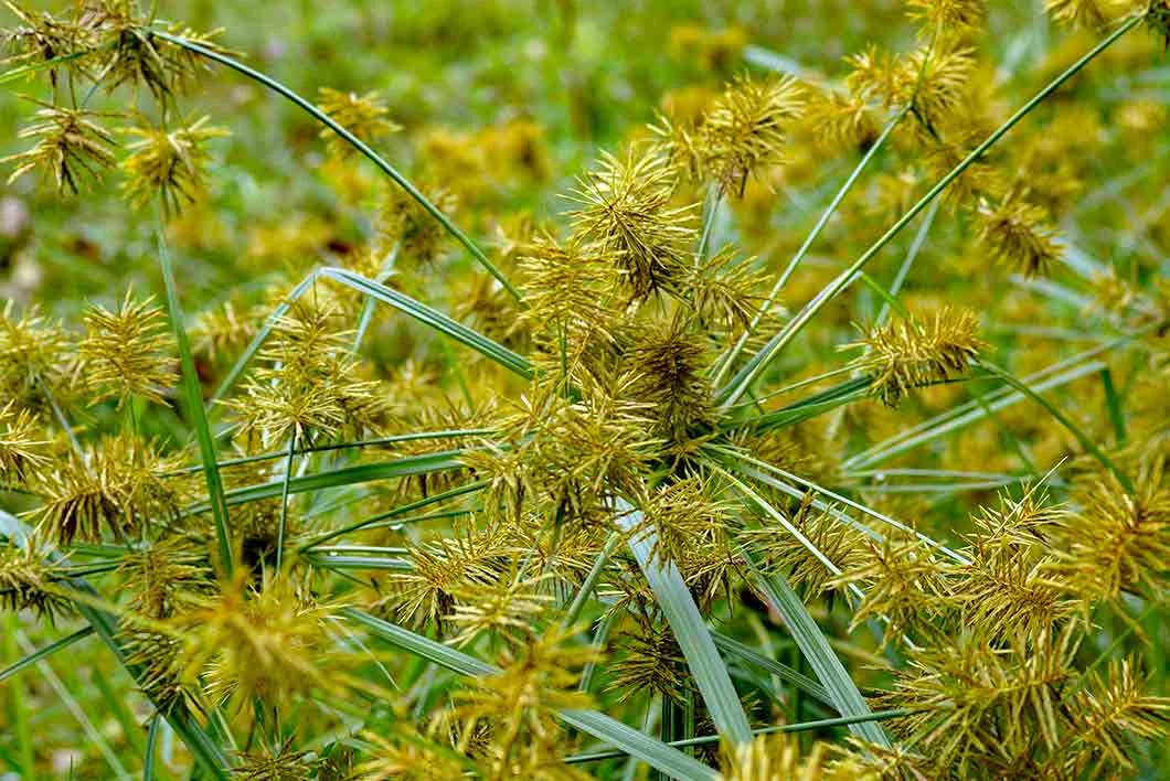 Grassy%20Weeds%20and%20Sedges.webp?1771980530094