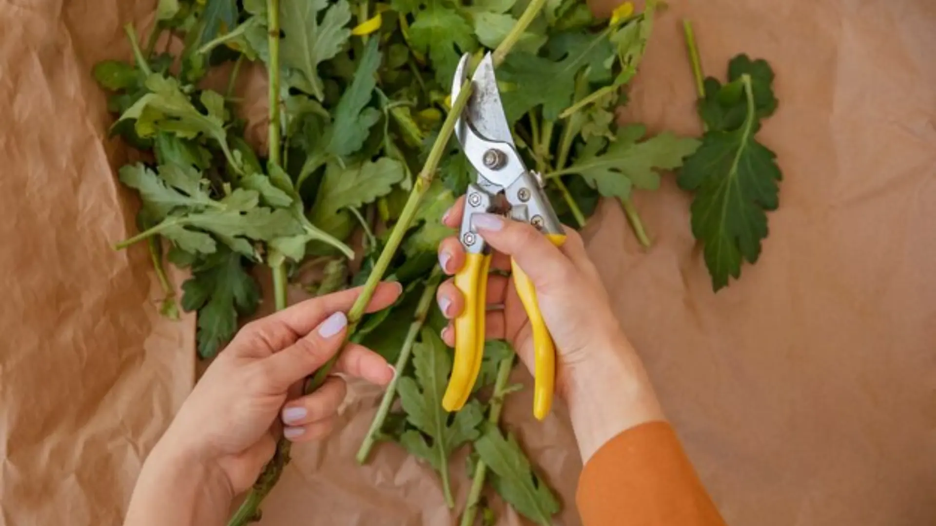 Hand Trimming