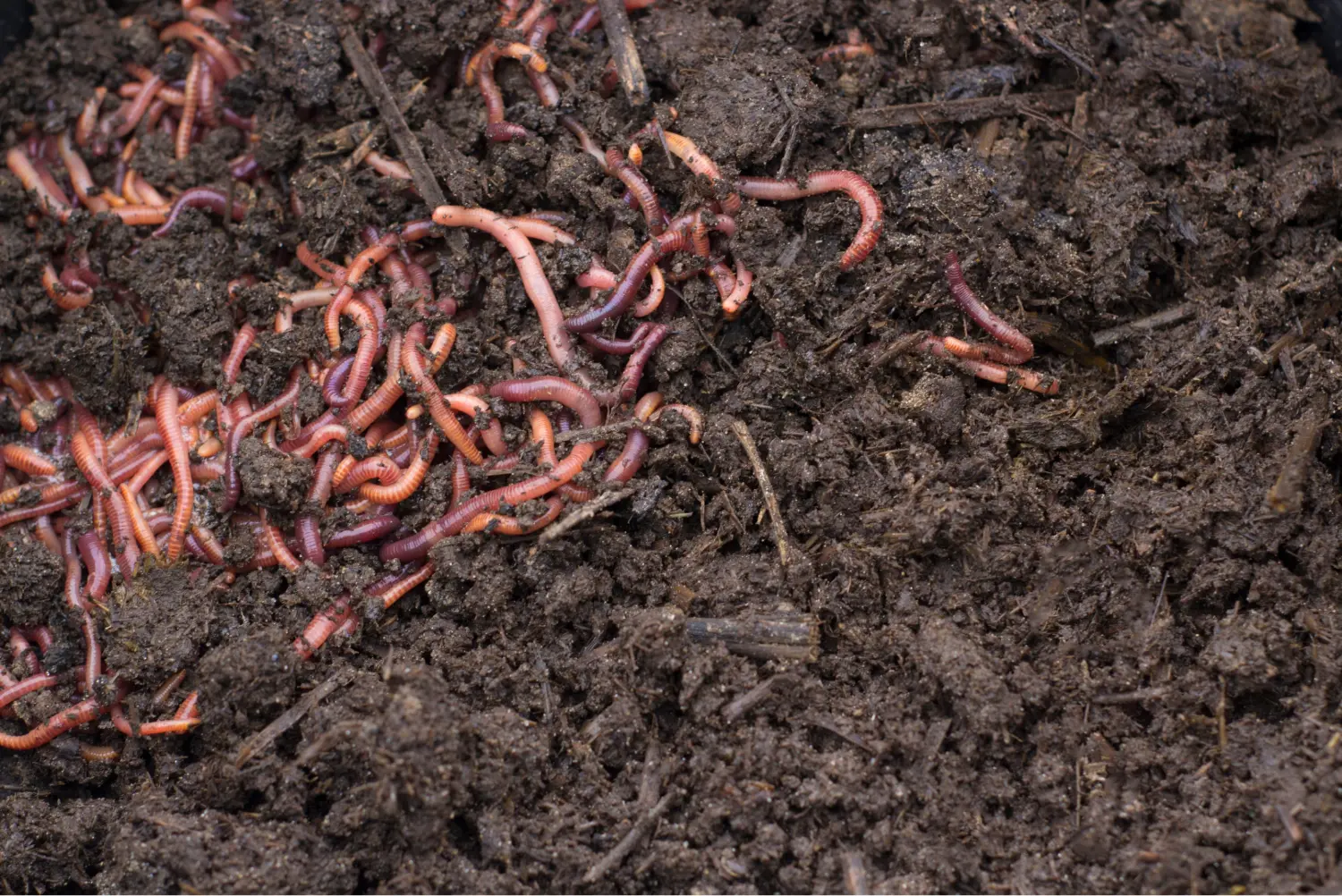 Harvesting Worm Castings