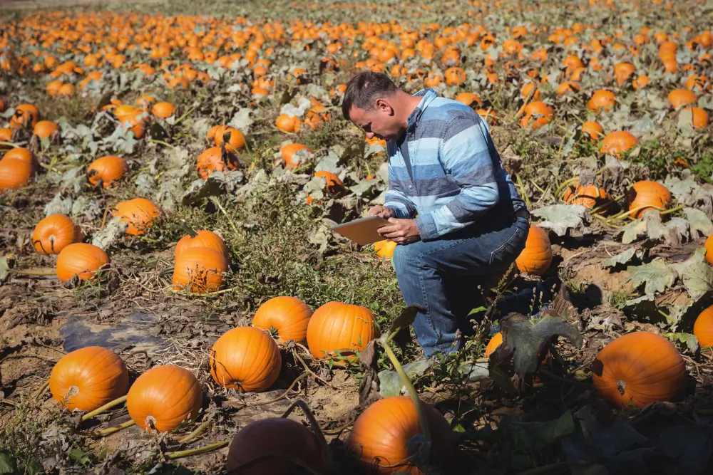 Healthier Pumpkins Feeding
