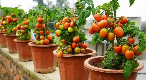 Healthy Soil and Planting Tips