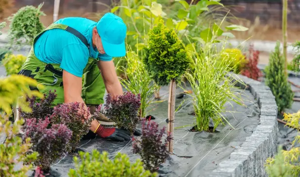 Hiring a Yard Cleanup Professional