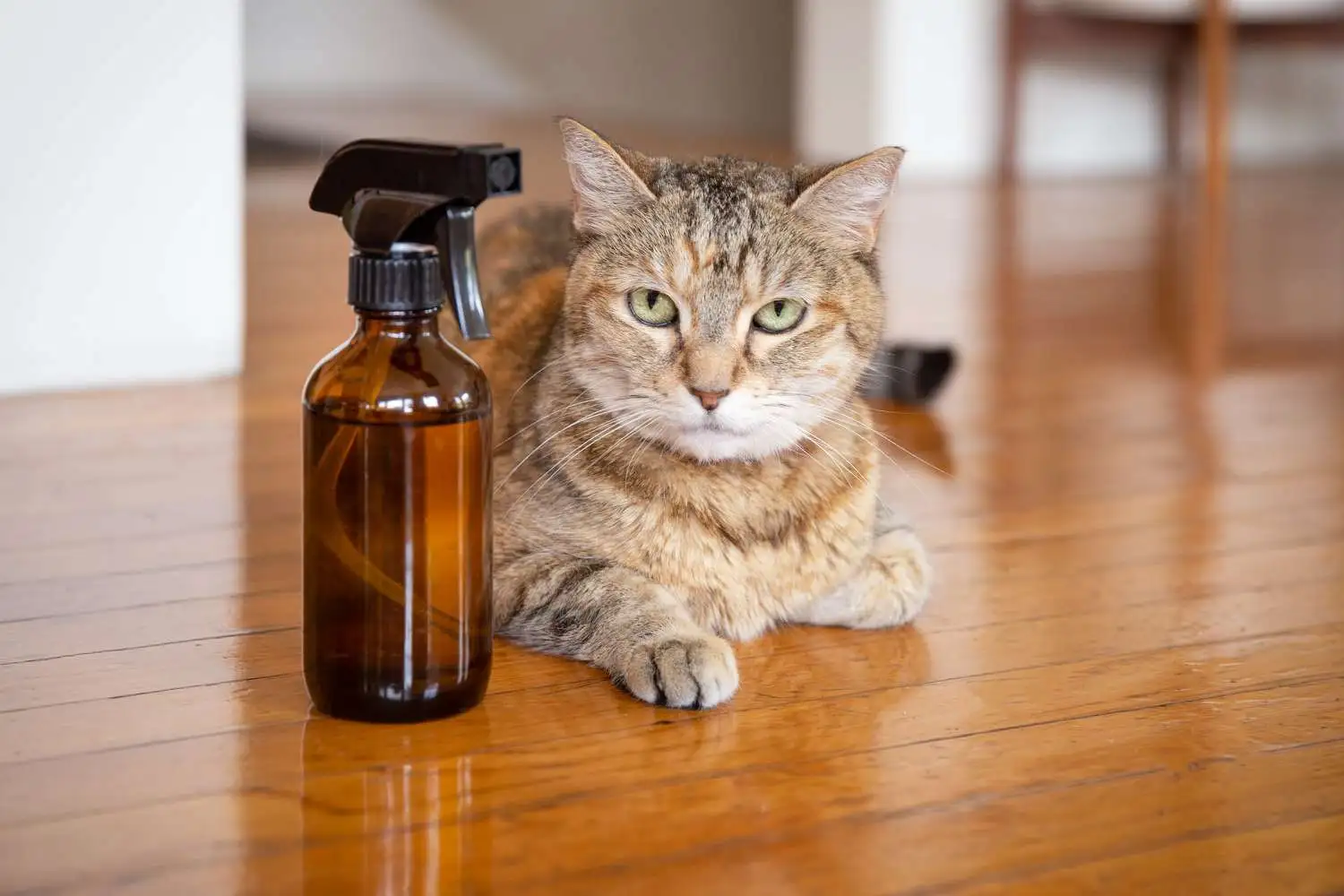 Home Solutions to Eliminate Fleas