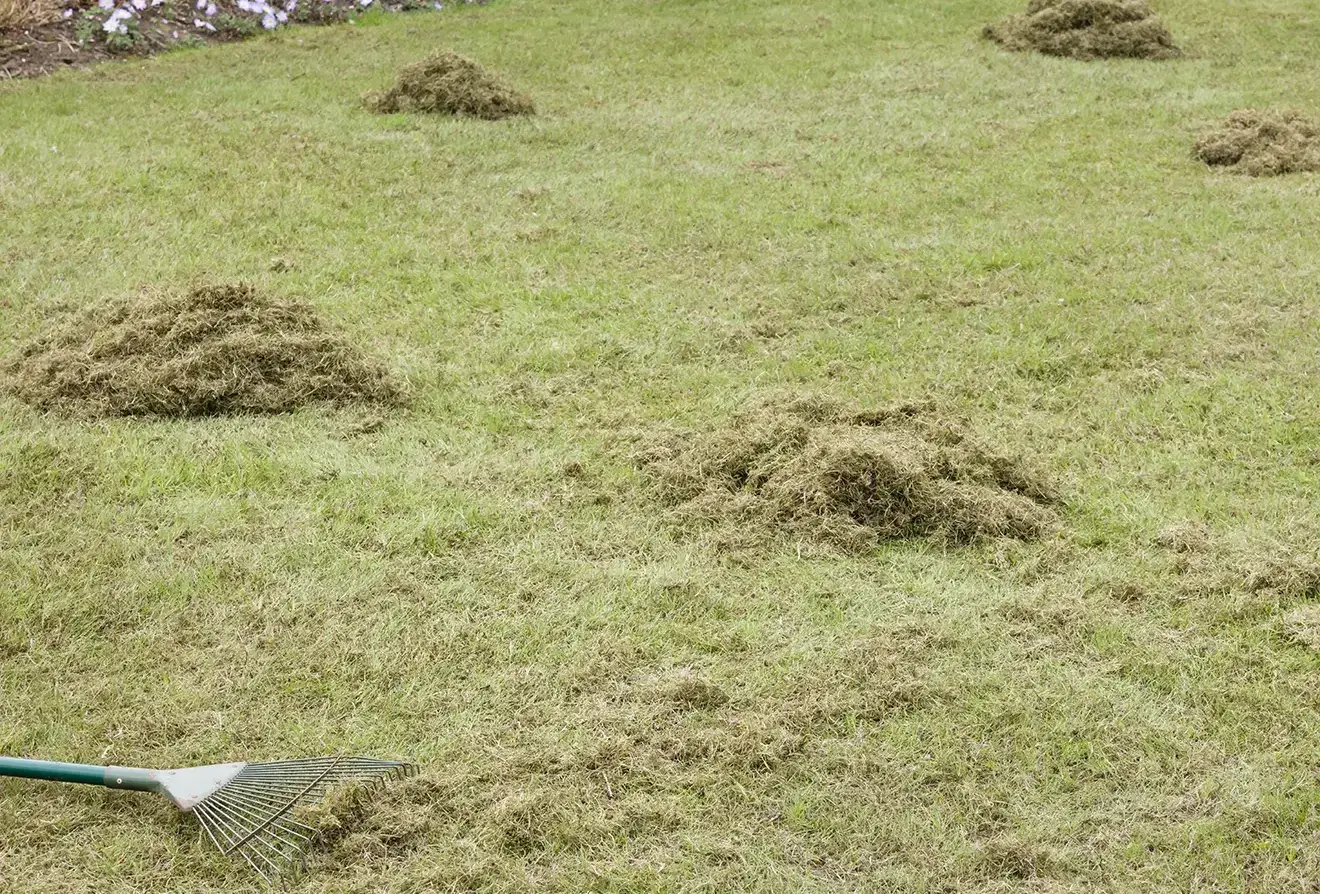 How Dethatching Improves Lawn Health
