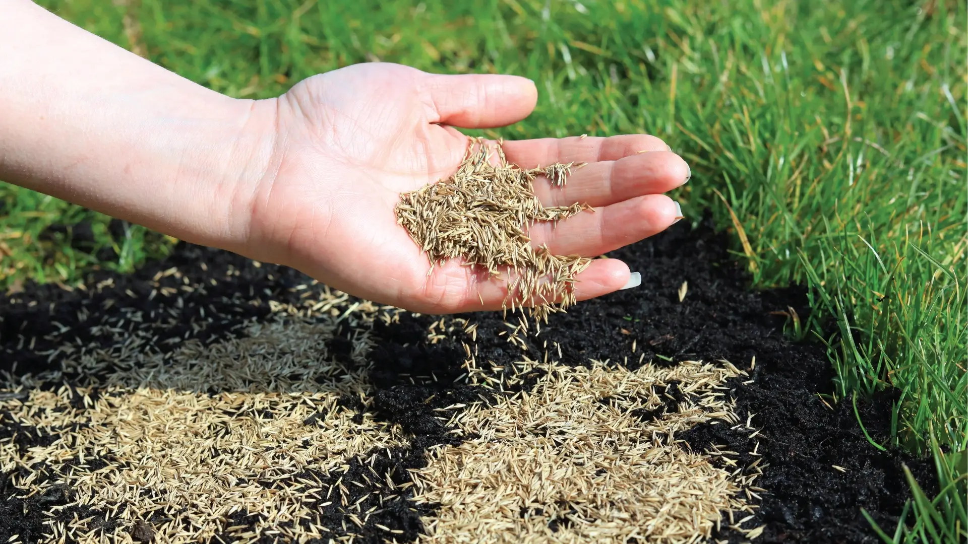 How Much Seed Is Needed