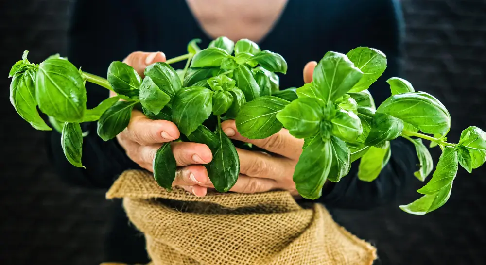 How Often Should You Harvest Basil