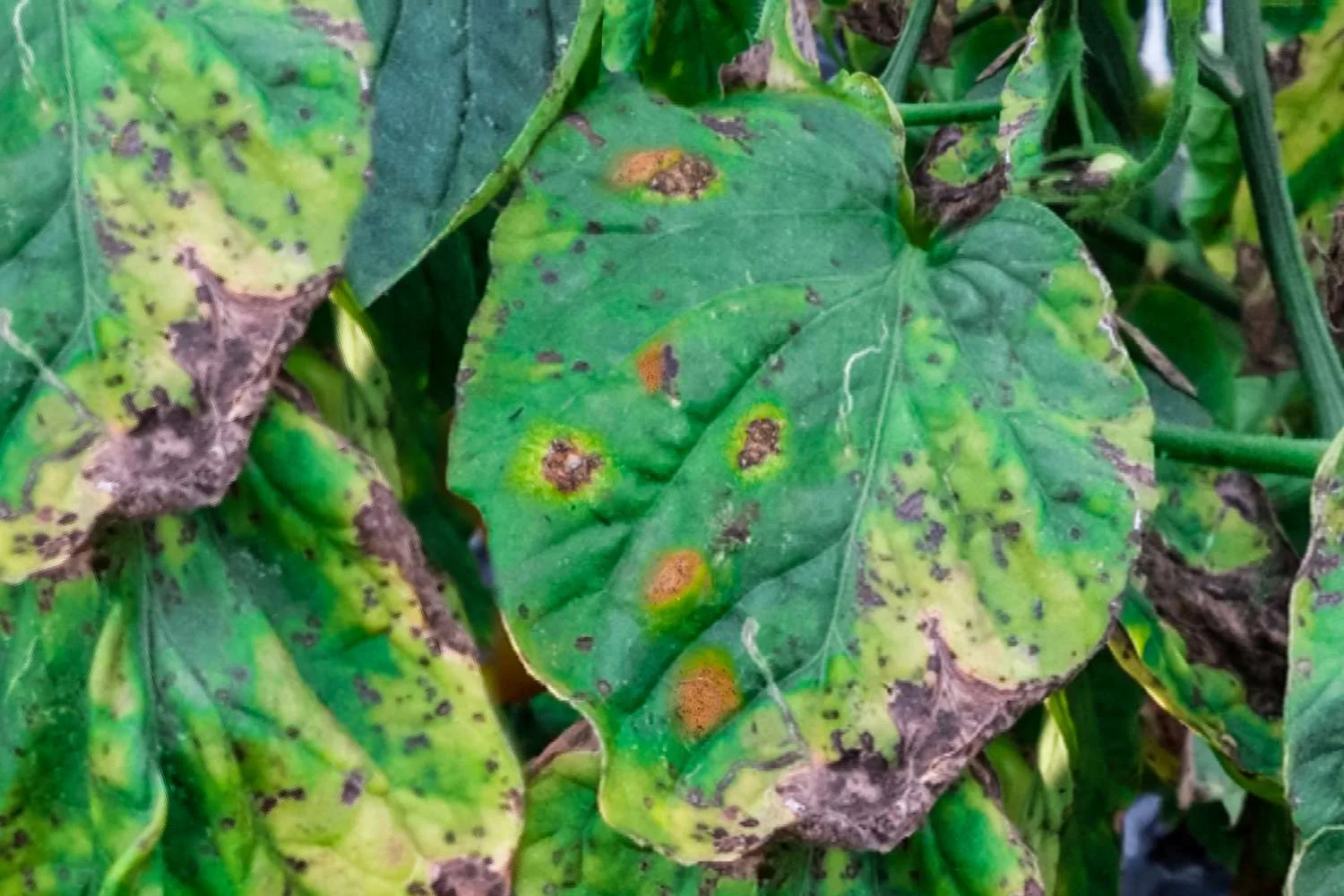 How to Fix Black Spots on Tomato Leaves